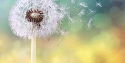 The Strongest type of dandelions By the ones who thrived