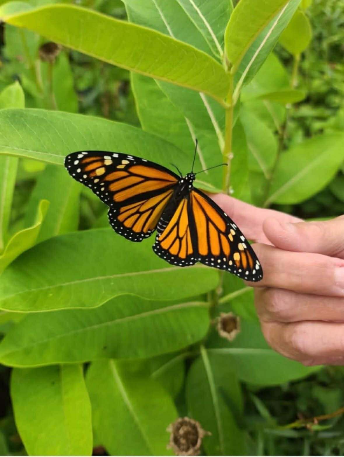 Butterfly - Transformation